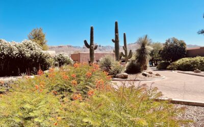 Reconnect with Joy at Canyon Ranch
